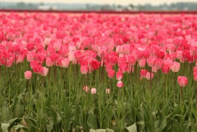 Tulip Visit 2009 245-.jpg