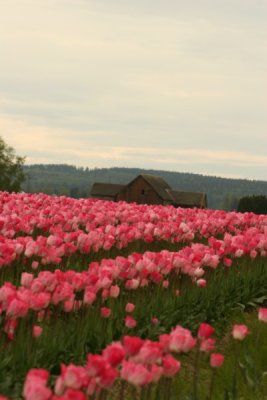 Tulip Visit 2009 246-.jpg
