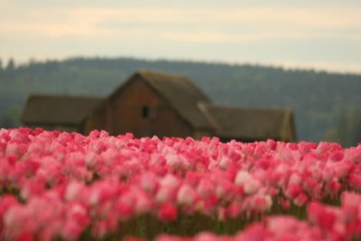 Tulip Visit 2009 247-.jpg