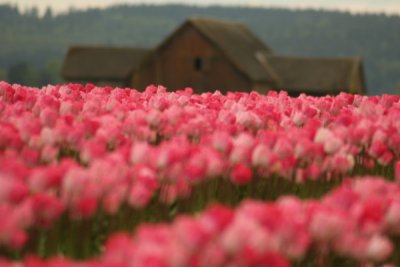 Tulip Visit 2009 248-.jpg