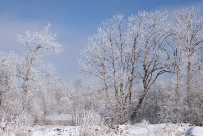 Blue sky frosted trees