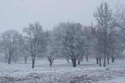 Orchard of quite
