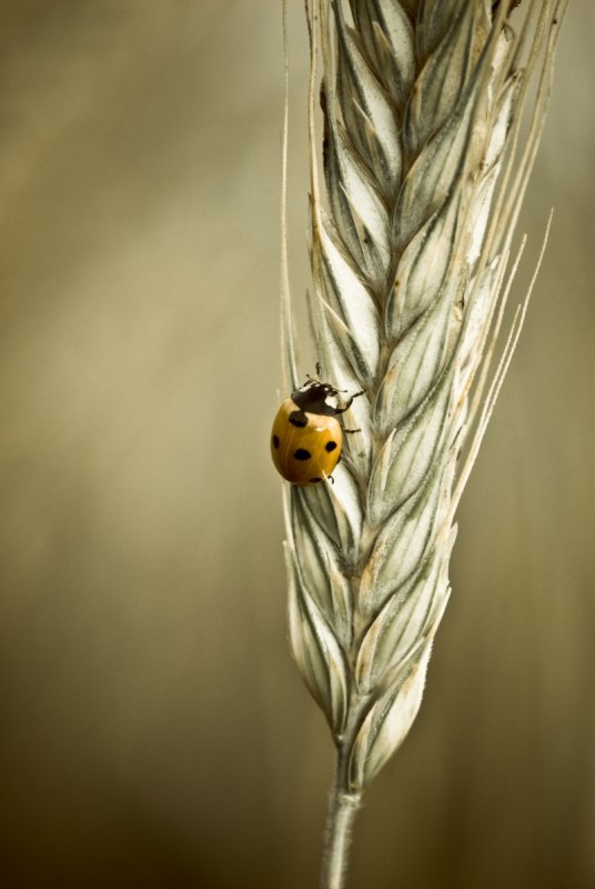 Ladybug