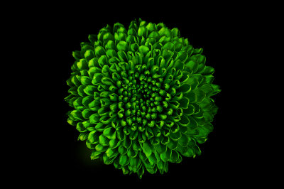 3rd: Green Flower by Rosember