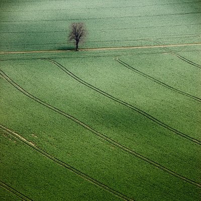 2nd: Field and Tree by JensR