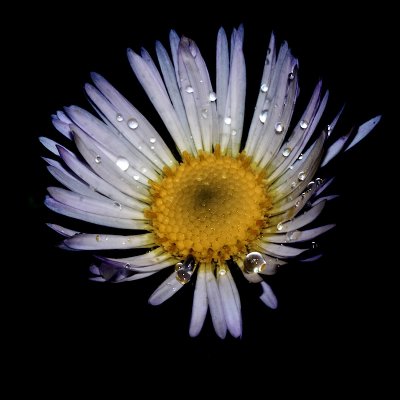 3rd place - Jan Groh (Rosember) - Make the Crown Shine