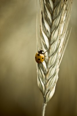 Ladybug