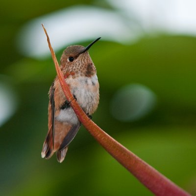 Hummer