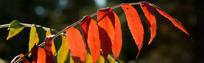 Autumn Glow