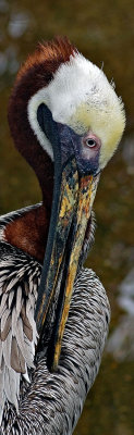 5: Brown Pelican