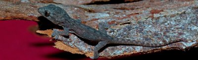 Gecko