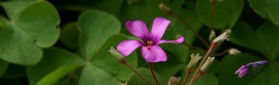 tiny flower