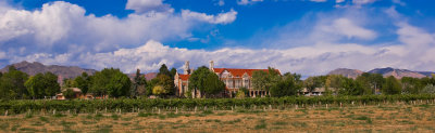 12: Vineyard