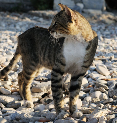 Samos