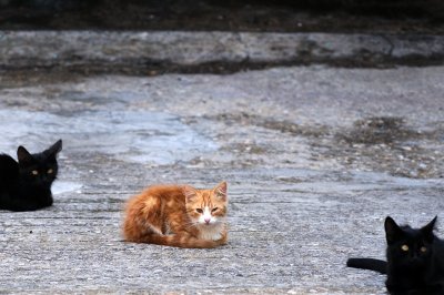 Mediterranean Street Cats