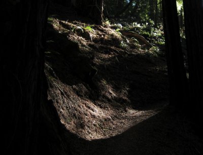 Path through sequoia forest