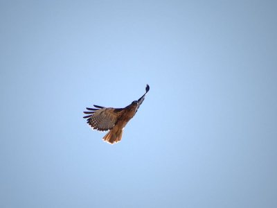 Hawk