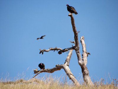 Vulture tree