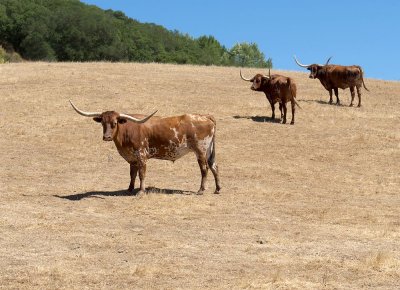 Three bulls