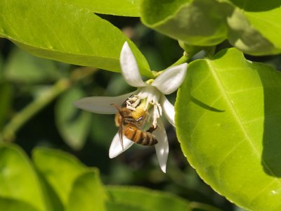 Lemon tree