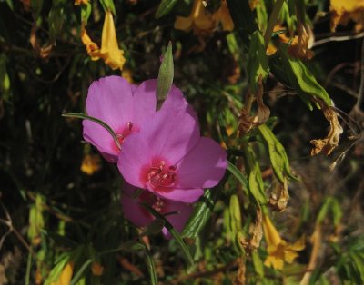 Clarkia rubicunda