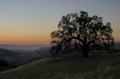 Old oak at dusk
