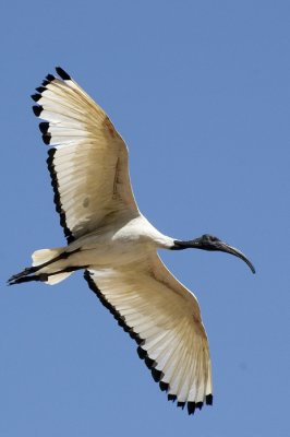 Sacred ibis