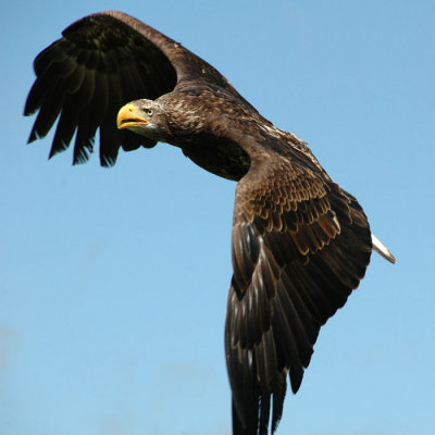 Eagle 2.jpg