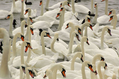 Many Swans.jpg