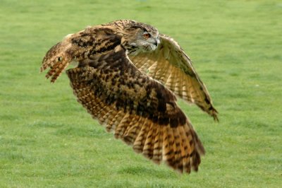 Owl 1.jpg