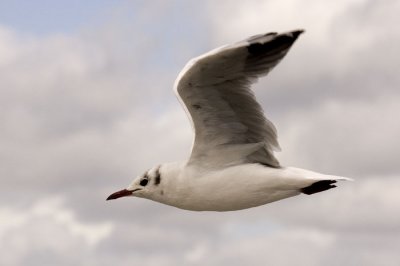 Seagull 1.jpg