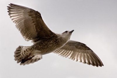 Seagull 3.jpg