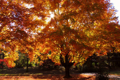 One of the five maple trees in my front yard.