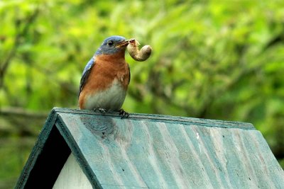 IMG_5940cropeditir.jpg