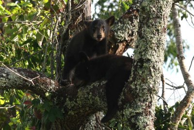 Black bear cubs...