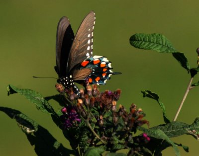 Butterfly in Cades Cove