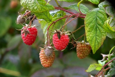 Raspberries  Ripping  process