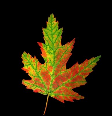  OCTOBER   MAPLE   LEAF