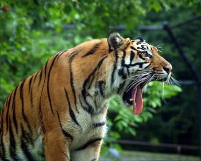 Sumatran  Tiger