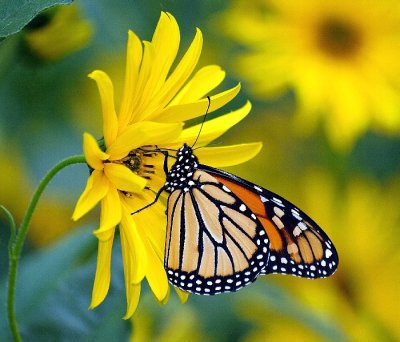  Monarch Butterfly   P9245441.jpg