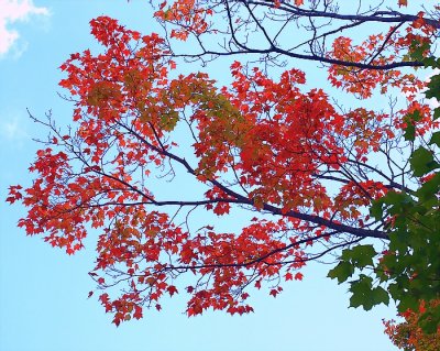 Fall  Season  Colours