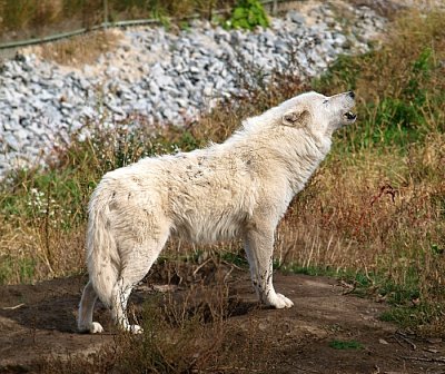 Arctic  Wolf  howling