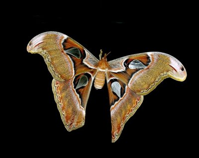Atlas  Moth