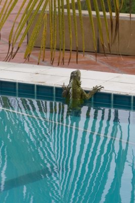 watertrappelende Iguana