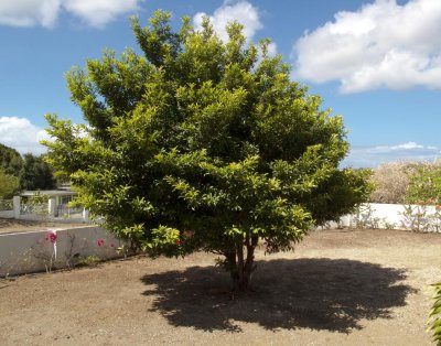 Mispeltree in my front garden