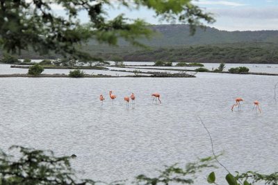 Flamingos.