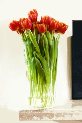 pre spring tulips