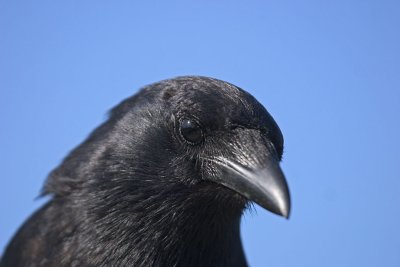 CRW_2705.jpg