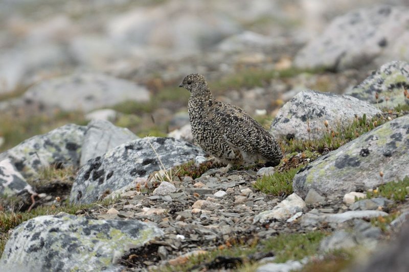 DSC_0487.jpg