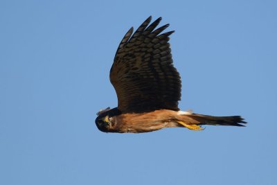DSC_7604.jpg